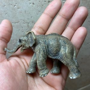 Reserved Elephant Calf